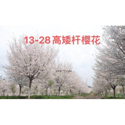 浙江乐昌含笑基地 南方浙江乐昌含笑哪里多 乐昌含笑报价