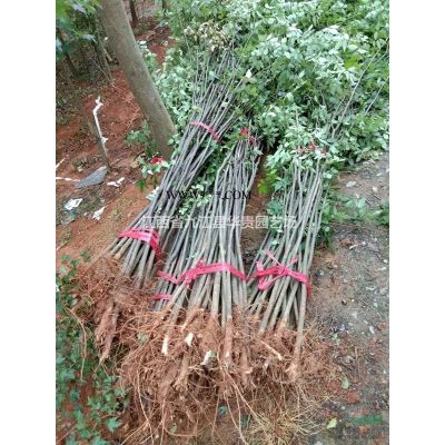 九江乐昌含笑种子