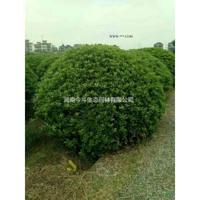 长沙红叶石楠柱 今年红叶石楠柱价格 批发红叶石楠柱