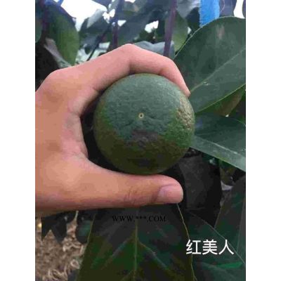 1－2公分乐昌含笑苗