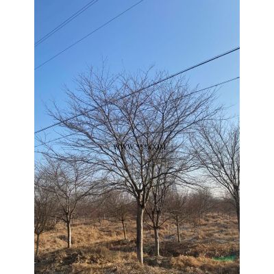 红叶石楠柱基地