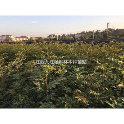 棕榈种子 江西棕榈种子价格 当年新种子 质量保证