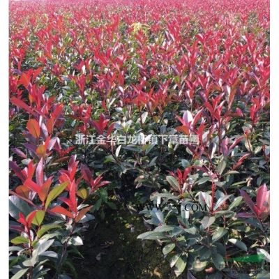 浙江红叶石楠小苗基地批发价格 30冠幅金华红叶石楠杯苗报价表
