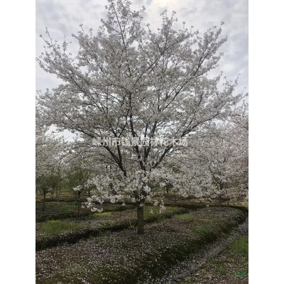 红叶石楠球供应商 石楠球价格 特价红叶石楠球产地直供