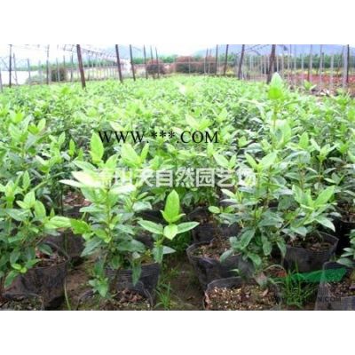 精品 红叶石楠篱笆苗H80-180