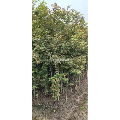 大小规格江西九江乐昌含笑基地