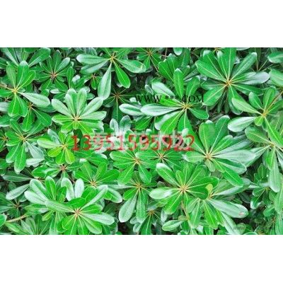 紫薇、紫荆、紫藤、皂角、竹柏株木、棕榈图1