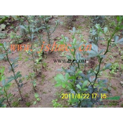 紫薇、紫荆、紫藤、皂角、竹柏株木、棕榈图2