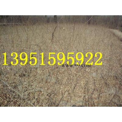 紫薇、紫荆、紫藤、皂角、竹柏株木、棕榈图3