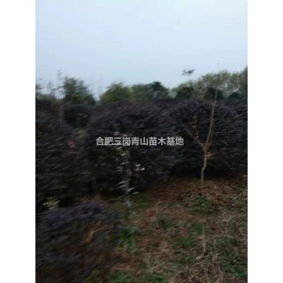 红花继木球 椤木石楠   红叶石楠   海桐球 紫薇   红叶桃图片/ 红花继木球 椤木石楠   红叶石楠   海桐球 紫薇   红叶桃报价