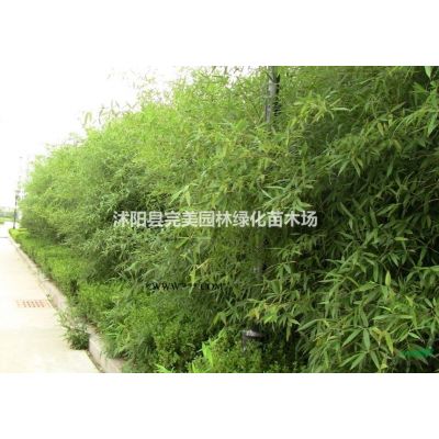 供应金丝桃_金丝梅苗木