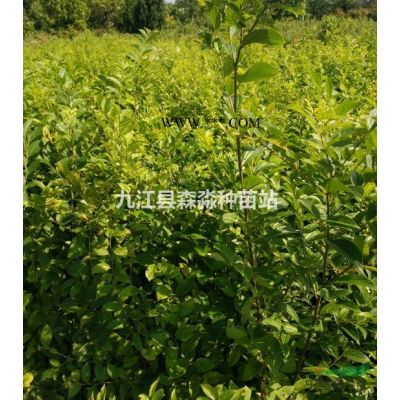 红叶石楠球 红叶石楠球基地 红叶石楠球种植基地