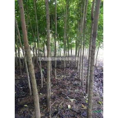 红叶石楠色块杯苗，红叶石楠色块地苗