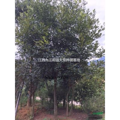 石楠球 九江和谐大型种苗基地 九江石楠球