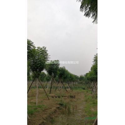 批发红叶石楠球、红叶石楠球基地、成都红叶石楠球价格图3