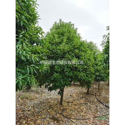 南昌红叶石楠球  P150cm--250cm