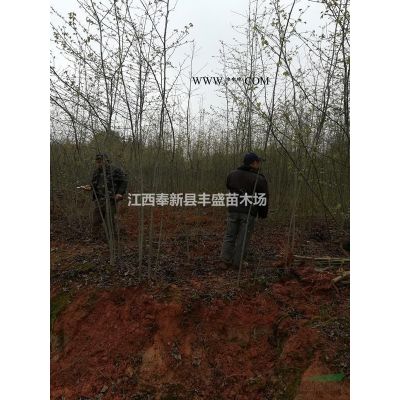 供应8公分红叶石楠、10公分红叶石楠价格、12公分红叶石楠