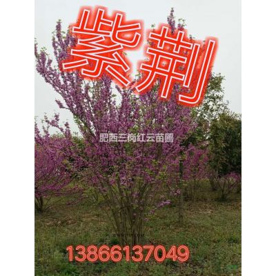 安徽中华石楠哪里好/哪家便宜