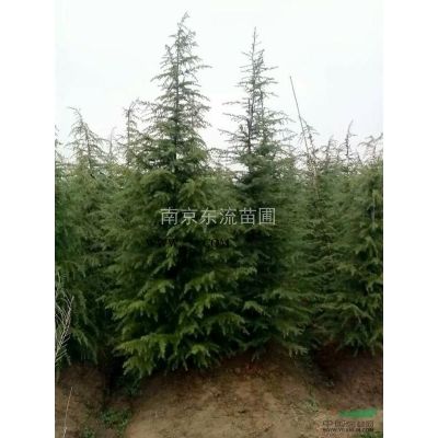 南京雪松，广玉兰，红叶石楠，大叶女贞，蜀桧，红白玉兰樱花，红