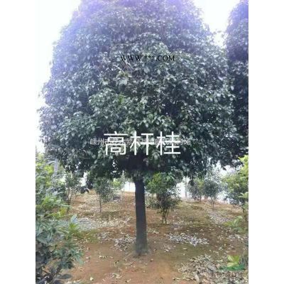 红叶石楠小苗