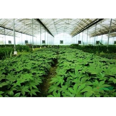 造型罗汉松
