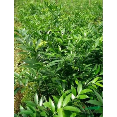 罗汉松种子 江西罗汉松种子