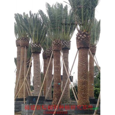 蜜柚：香泡树 高度30-80公分种苗袋苗