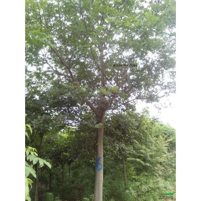 江西香泡树2到25公分*新报价/香泡树2到25公分图片