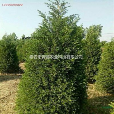 泰安龙柏 1米以上龙柏柱 精品龙柏优惠供应