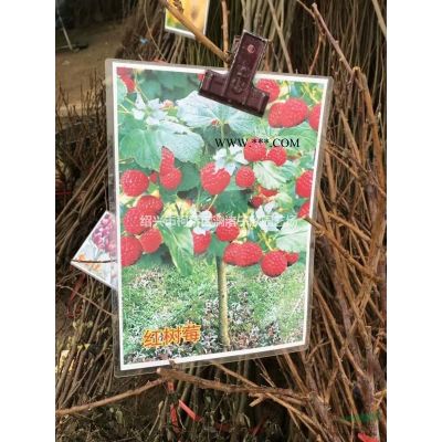 罗汉松造型 柱子