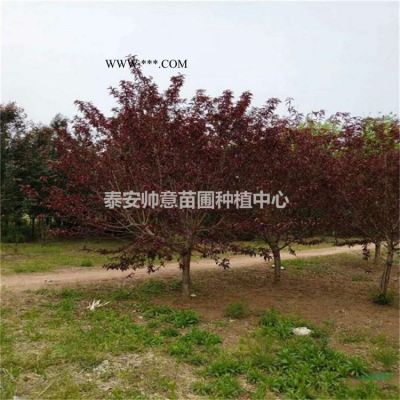 帅意苗木供应30-50厘米龙柏