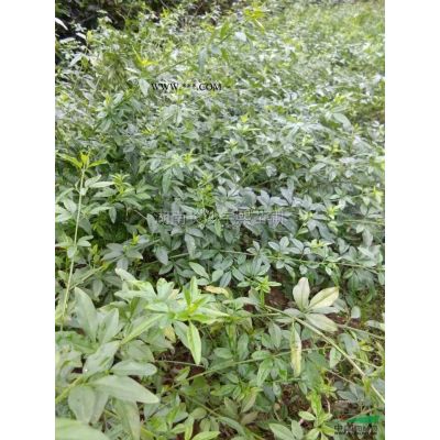 湖南造型罗汉松3介绍