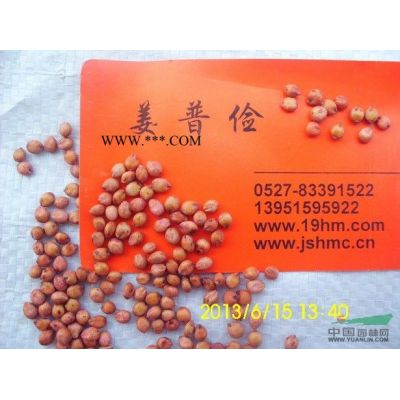多种规格的洒金柏 爬地柏 小龙柏 洒向全中国图2