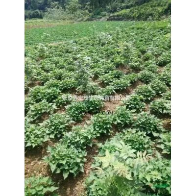 香泡小苗供应张家界地区质量优价格实惠另外有种子