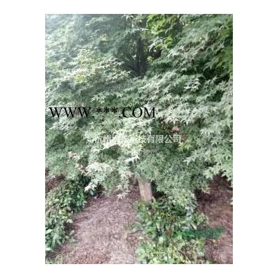 供应乐昌含笑精品苗8-22公分出售