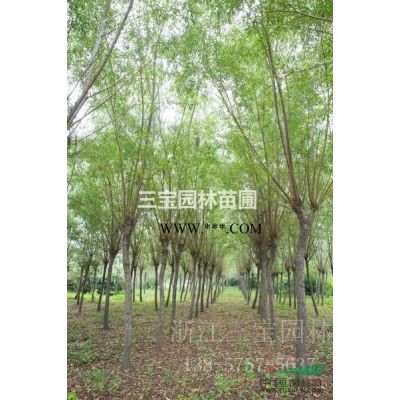 精品龙柏