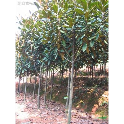 浏阳10公分乐昌含笑哪里便宜，浏阳5公分乐昌含笑市场报价