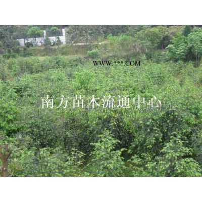 湖南乐昌含笑-乐昌含笑价格