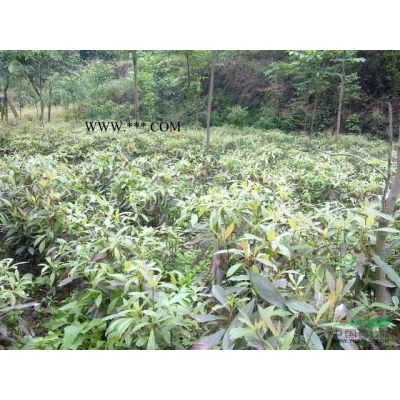 供应乐昌含笑种子