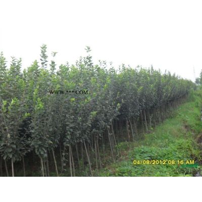 江苏红叶石楠3