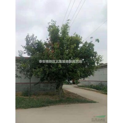 红叶石楠，山东红叶石楠，精品红叶石楠泰安报价优惠