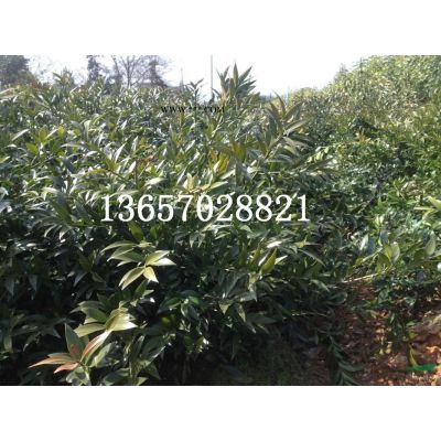 供应高杆红叶石楠