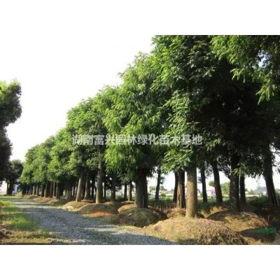 浏阳精品红叶石楠球，1米2红叶石楠球哪里便宜，湖南红叶石楠树