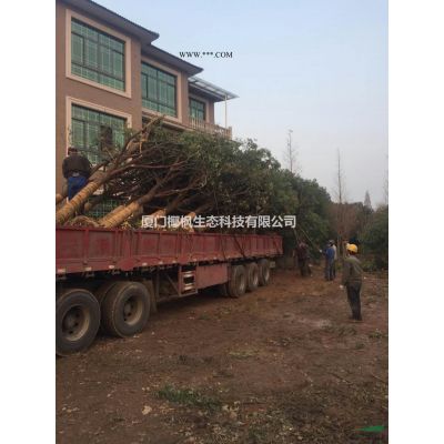 红叶石楠供应 红叶石楠价格 红叶石楠信息 红叶石楠球供应