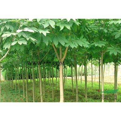 江西红叶石楠小苗2信息