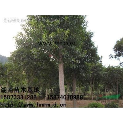 湖南浏阳罗汉松，罗汉松供应
