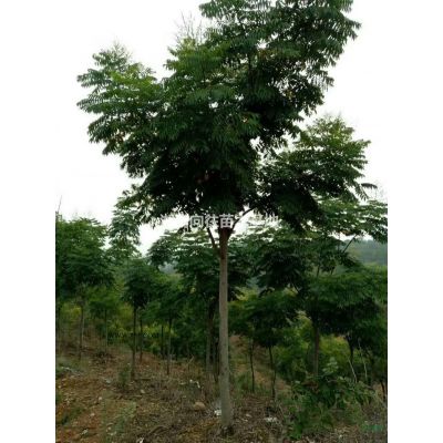 湖南大规格罗汉松基地批发如果需要采购大规格罗汉松可以到长沙，