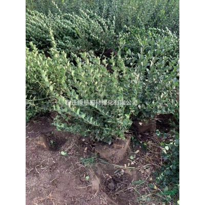 【小龙柏】小龙柏种植基地·小龙柏图片