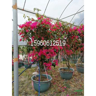 罗汉松价格 精品造型罗汉松批发 高度220 冠130 价格650元