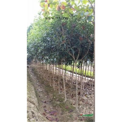 丛生香樟价格丛生香泡价格湖南香泡价格湖南香泡树香樟小苗价格